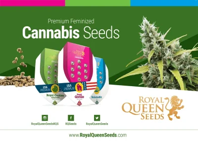 ROYAL-QUEEN-SEEDS