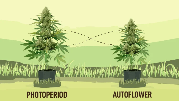 photoperiod-autoflower