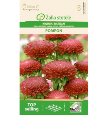 ASTER-CHINA-POMPON-RED