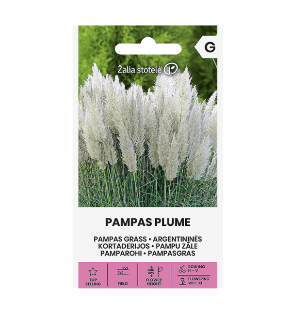 PAMPAS PLUME