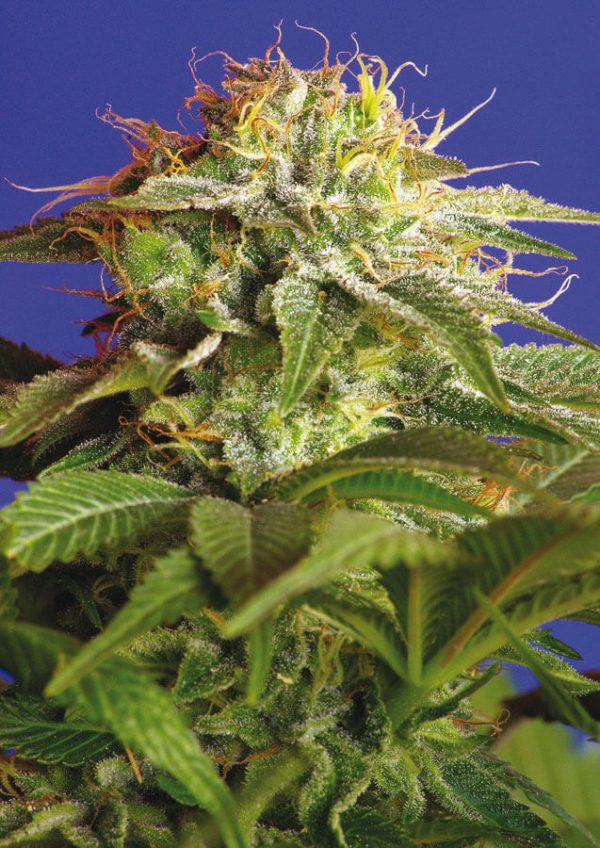 sweet seeds green poison 3