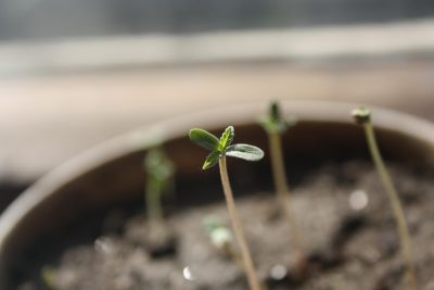 seedling 1062906 1