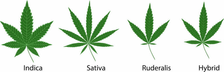 Cannabis types 768x248 1