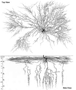 Root-System-of-Cannabis