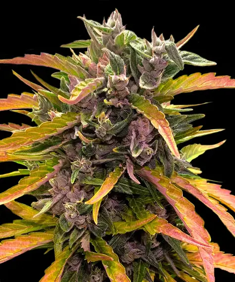 gorilla-glue-auto gorilla-glue-auto