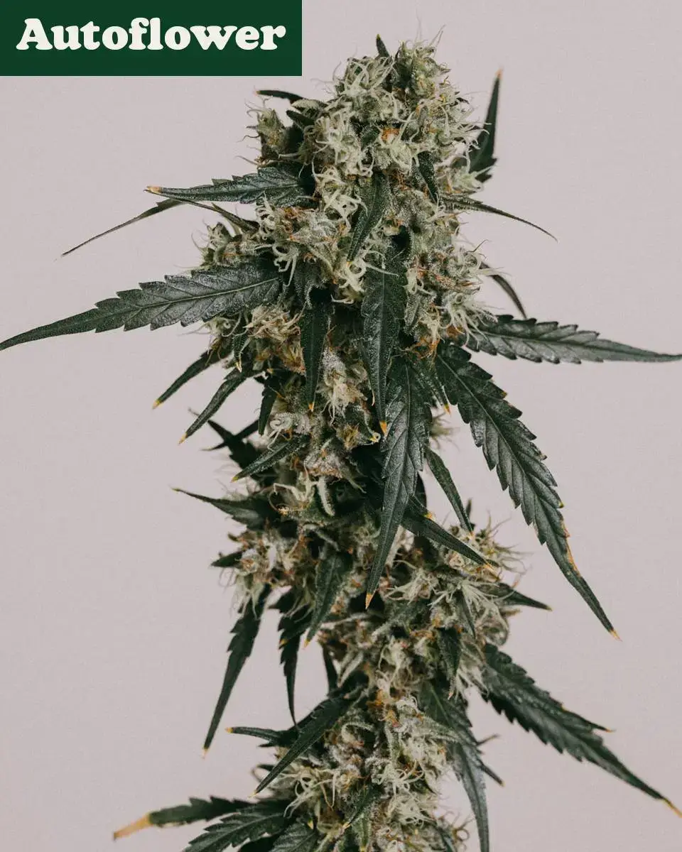 super-lemon-haze-auto super-lemon-haze-auto