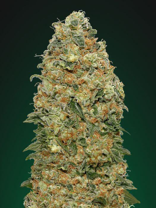 white-widow white-widow